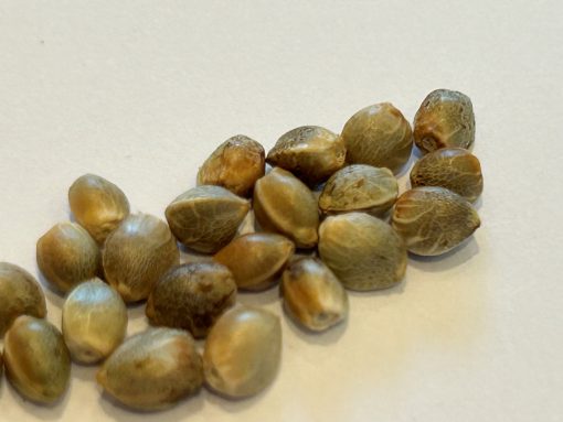 Harle-Tsu CBD Cannabis Seeds