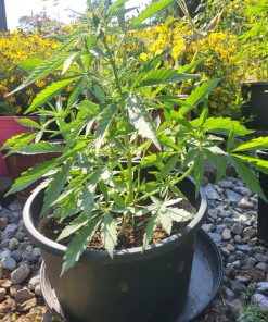 Harlequin CBD Beginning Stages