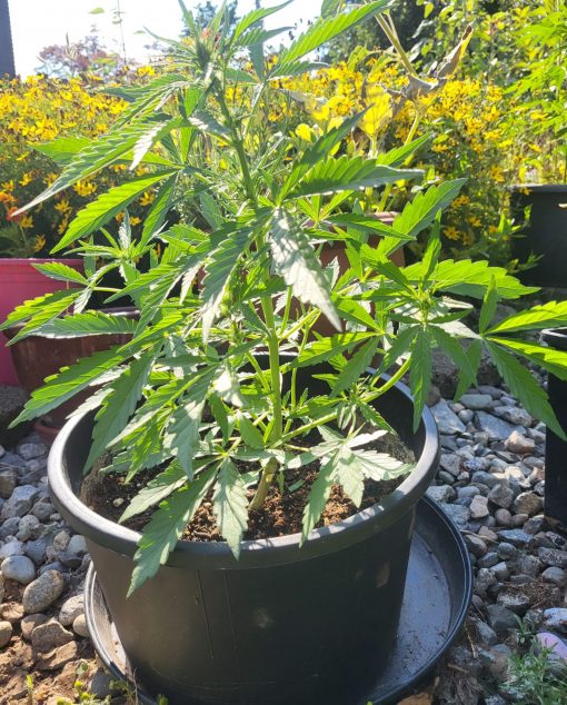 Harlequin CBD Beginning Stages