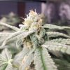 Harlequin CBD Cannabis Plant