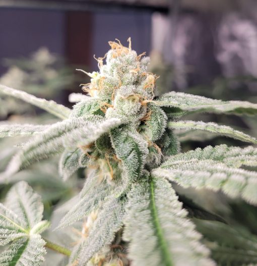Harlequin CBD Cannabis Plant
