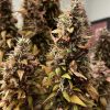 Red Congolese Autoflower Cannabis Plant