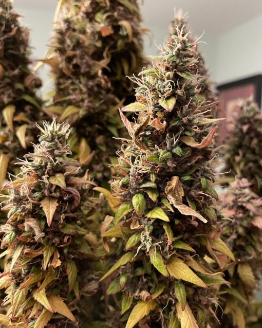 Red Congolese Autoflower Cannabis Plant