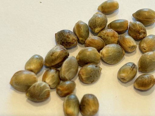 Ringo's Gift CBD Cannabis Seeds