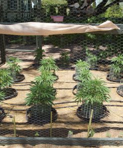 Critical Purple Beginning Growing Stage before flowering