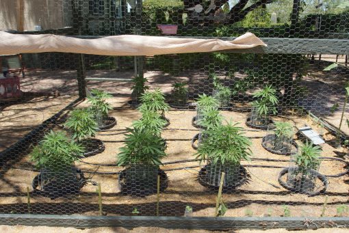 Critical Purple Beginning Growing Stage before flowering