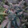 Critical Purple Cannabis Plant