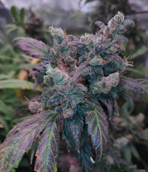 Critical Purple Cannabis Plant
