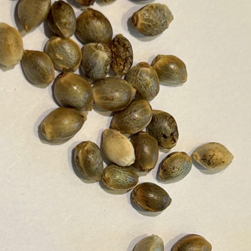 Critical Purple Feminized Cannabis Seeds