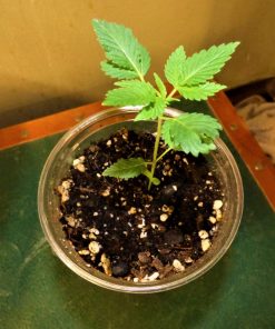 Moby Dick CBD Beginning Stages