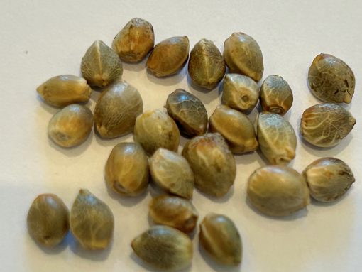 Moby Dick CBD Cannabis Seeds