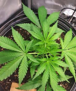 Pennywise CBD Beginning Stage