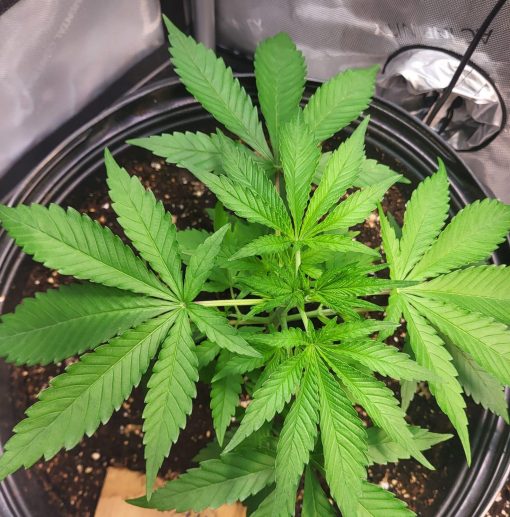 Pennywise CBD Beginning Stage