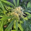 Chiquita Banana Cannabis Strain