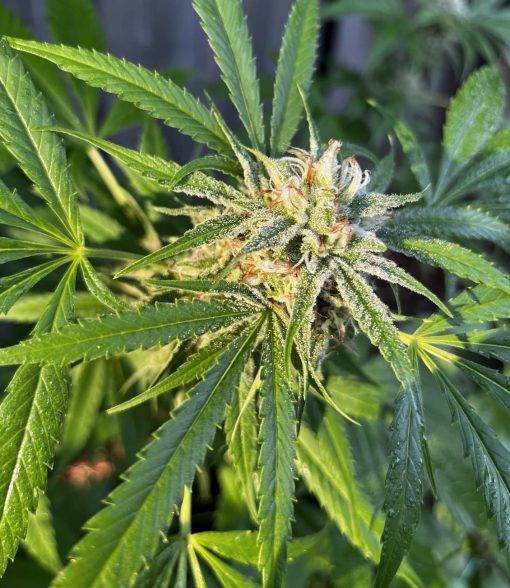 Chiquita Banana Cannabis Strain