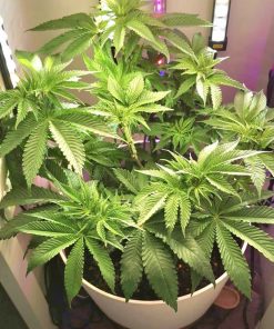 Honey OG Beginning Stages