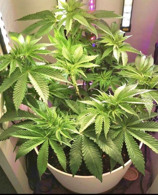 Honey OG Beginning Stages