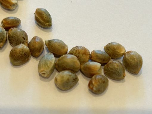Honey OG Feminized Cannabis Seeds