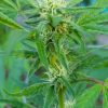 White Widow Feminized Cannabis Plant