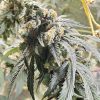 Jealousy Feminized Cannabis Plant