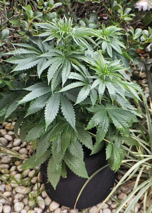Trainwreck Beginning Stages