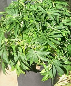 ACDC CBD Beginning Stages