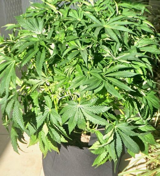ACDC CBD Beginning Stages