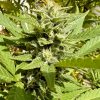 ACDC CBD Plant