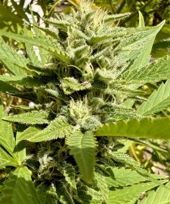 ACDC CBD Plant