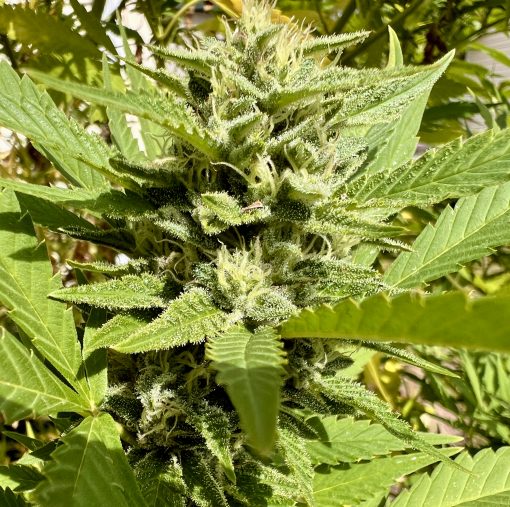 ACDC CBD Plant