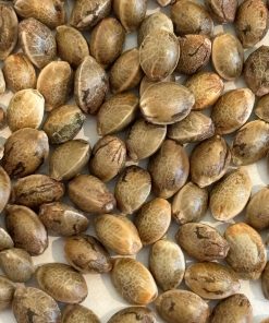 ACDC CBD Seeds
