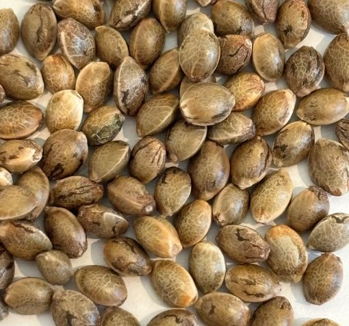 ACDC CBD Seeds