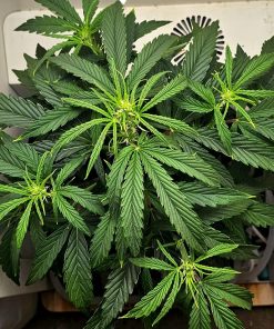 Afgooey Autoflower Beginning Stages