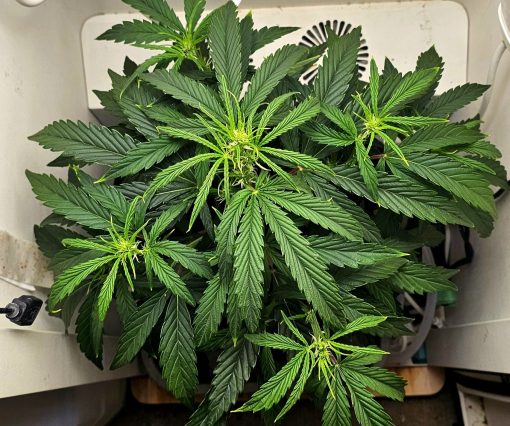 Afgooey Autoflower Beginning Stages