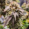 Afgooey Autoflower Cannabis Plant