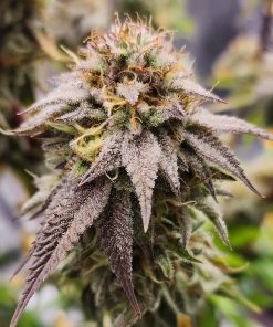 Afgooey Autoflower Cannabis Plant