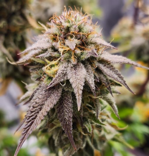 Afgooey Autoflower Cannabis Plant