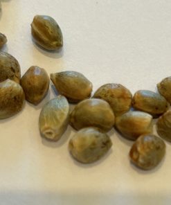 Afgooey Autoflower Cannabis Seeds