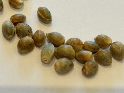 Afgooey Autoflower Cannabis Seeds
