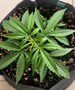 Agent Orange Regular Beginning Stages