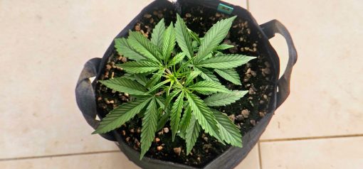 Agent Orange Regular Beginning Stages