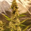 Agent Orange Regular Plant