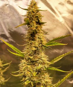 Agent Orange Regular Plant