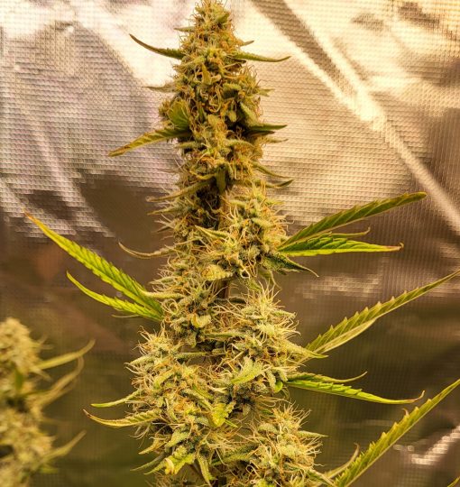 Agent Orange Regular Plant