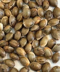 Agent Orange Regular Seeds