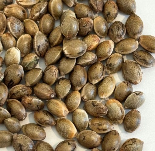 Agent Orange Regular Seeds