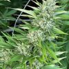 Alpine Star CBD Plant