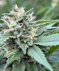 Apple Fritter Cannabis Plant