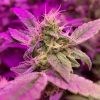 Apple Tartz Cannabis Plant