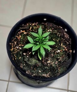 Biddy Early Feminized Beginning Stages